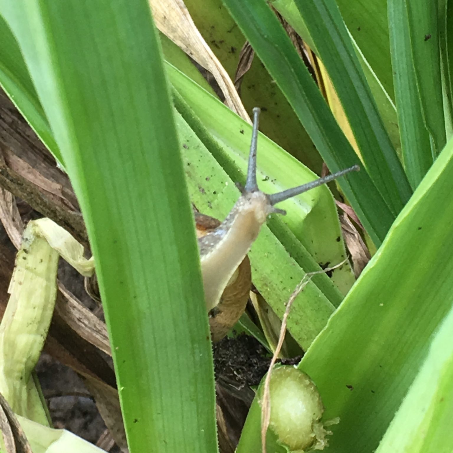 A snail looks at the camera from behind the stem of a flower.